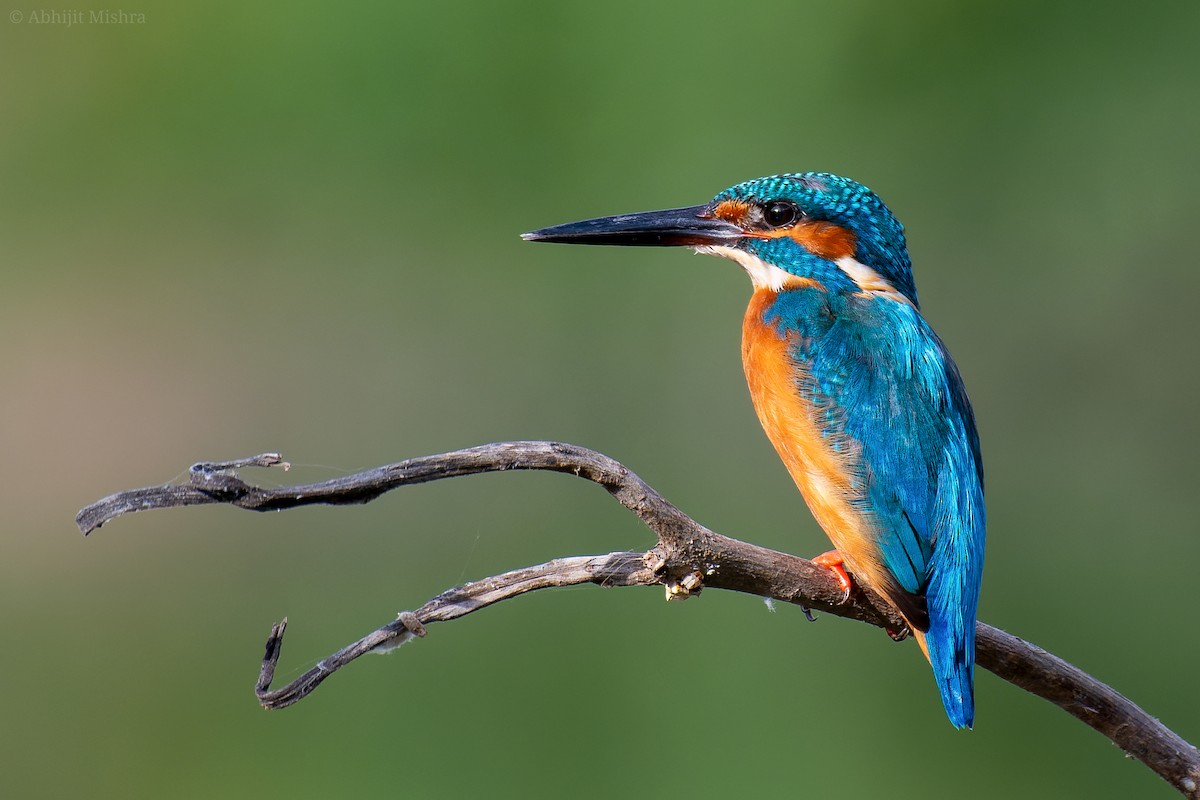 Common Kingfisher - ML608828377