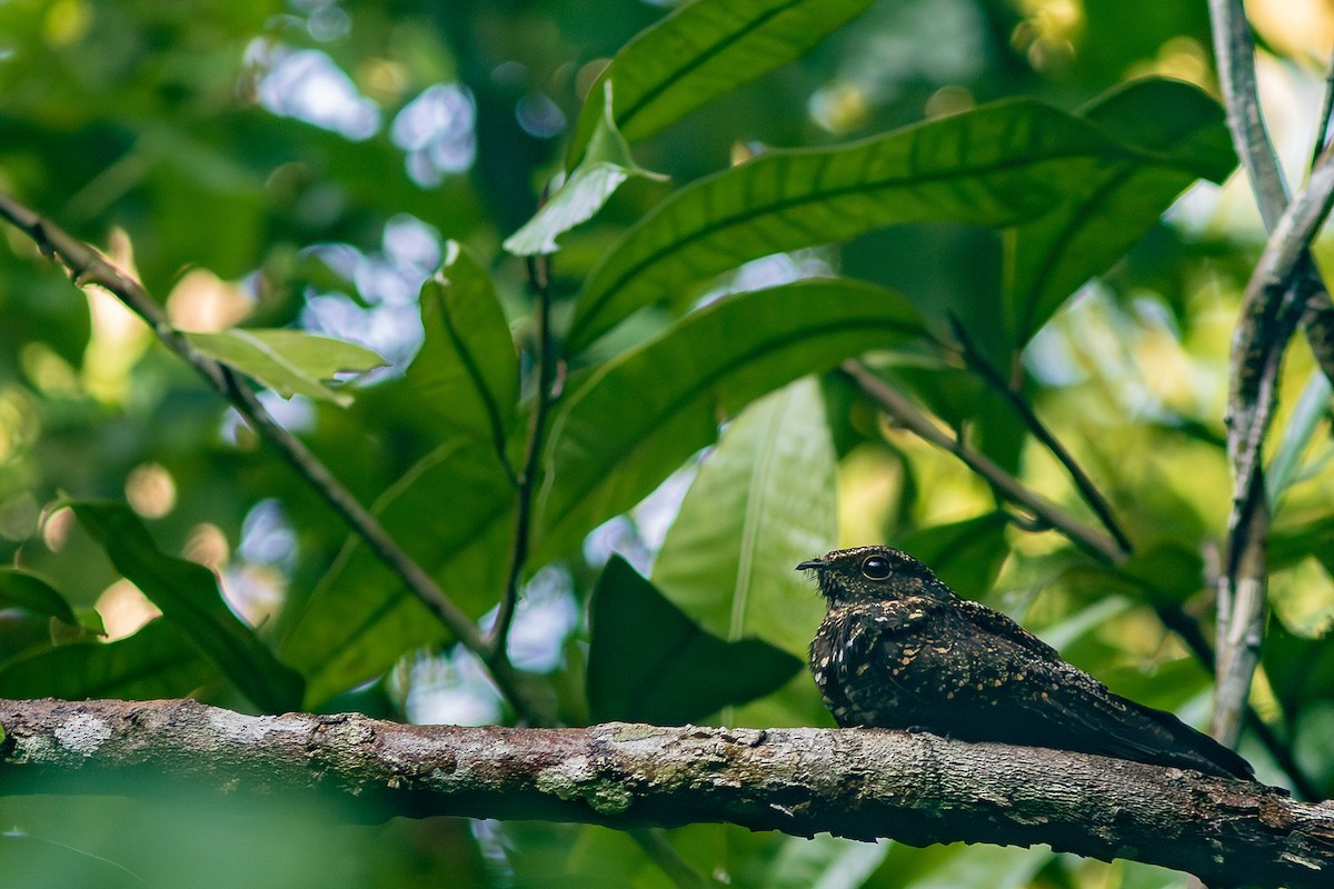 Blackish Nightjar - ML608828385