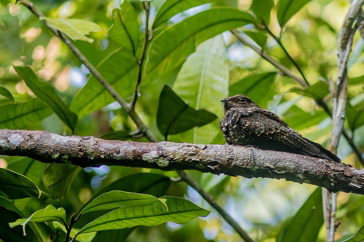 Blackish Nightjar - ML608828386