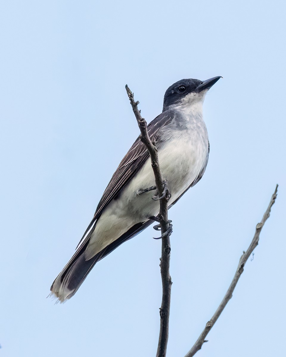 Eastern Kingbird - ML608828426