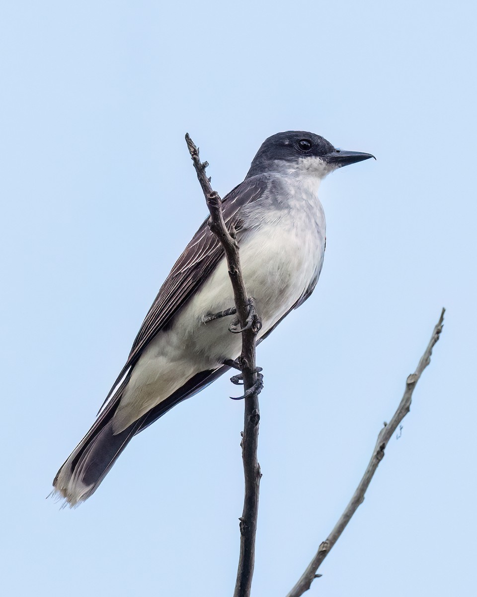 Eastern Kingbird - Jamie B Wagner