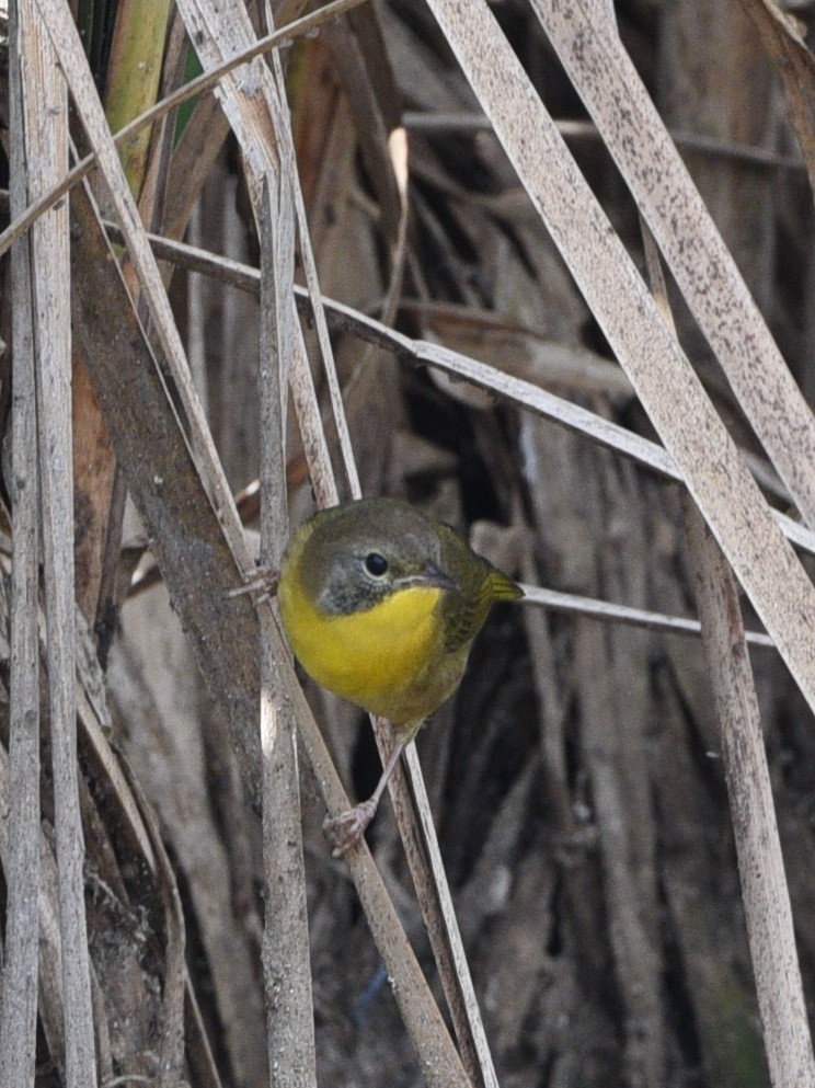 Common Yellowthroat - ML608828459