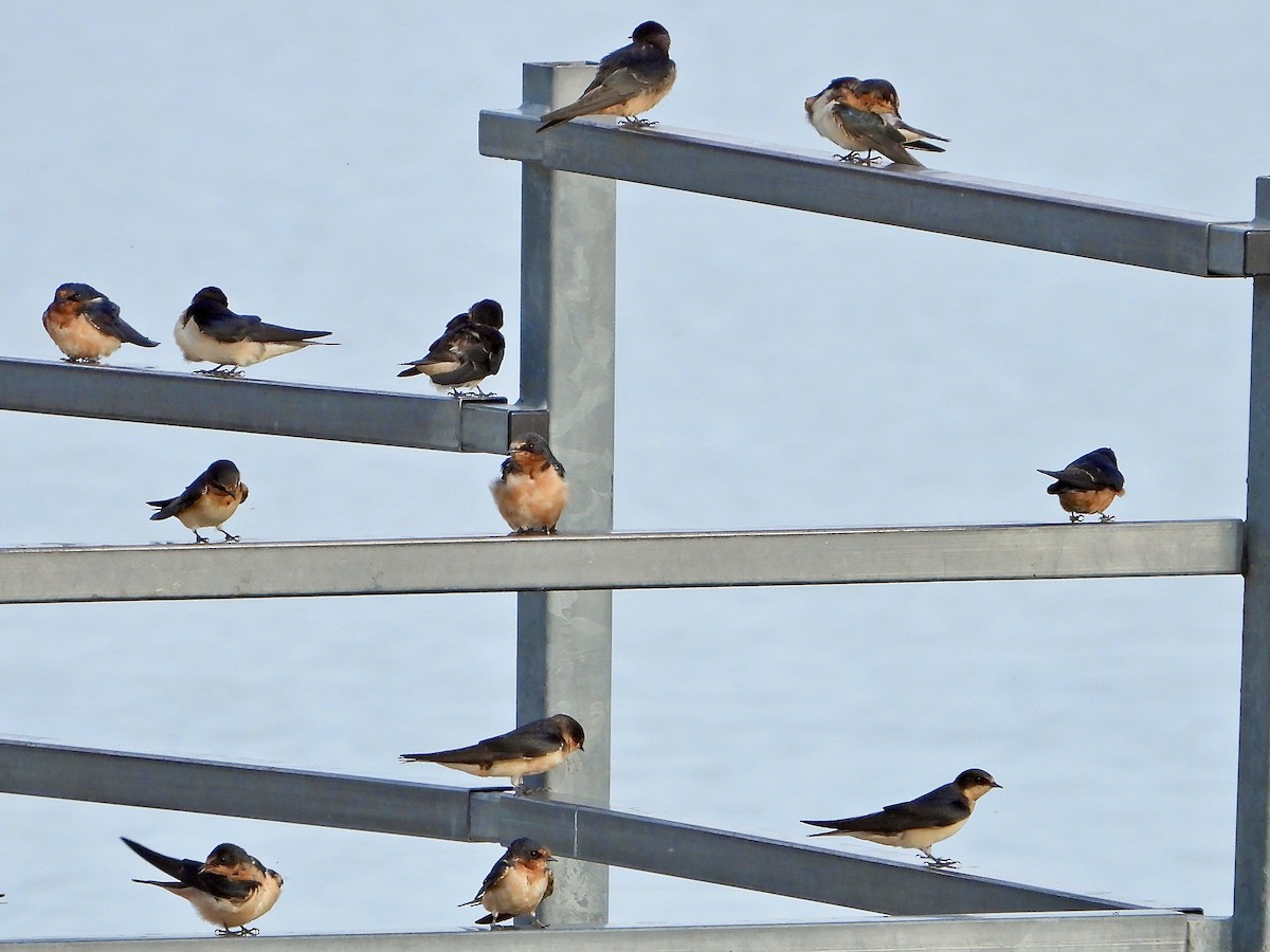 Barn Swallow - ML608828461