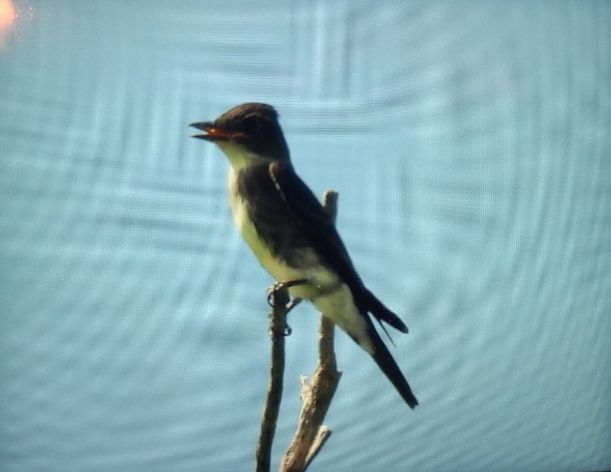 Olive-sided Flycatcher - ML608828466
