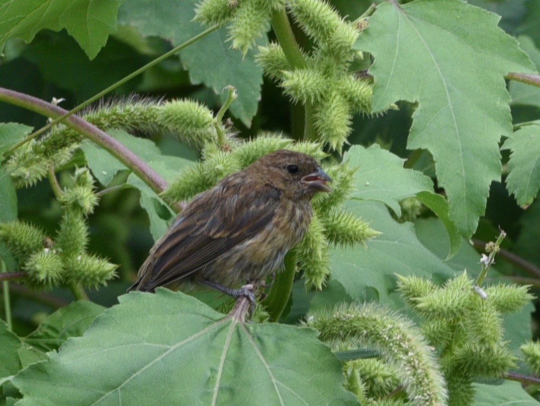 Indigo Bunting - Wendy Hill