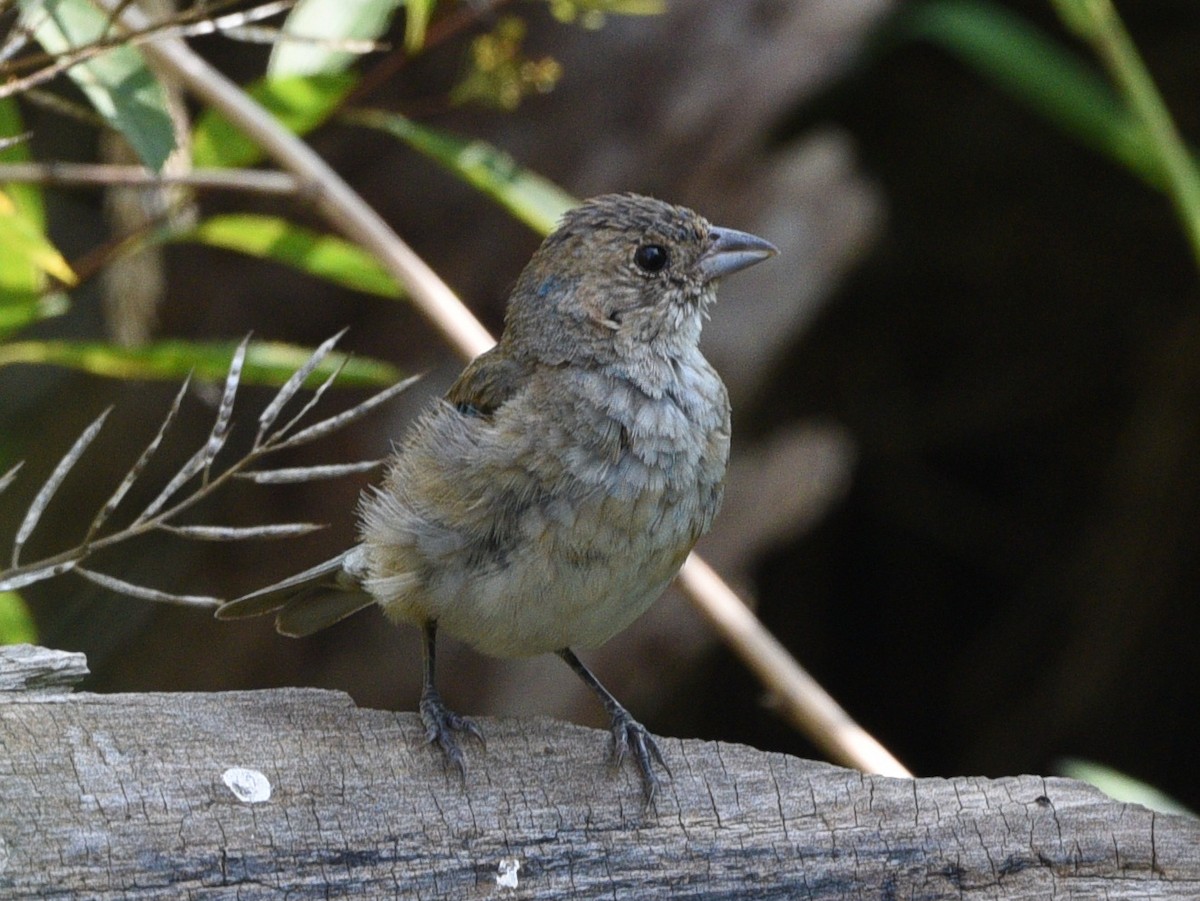 Indigo Bunting - Wendy Hill