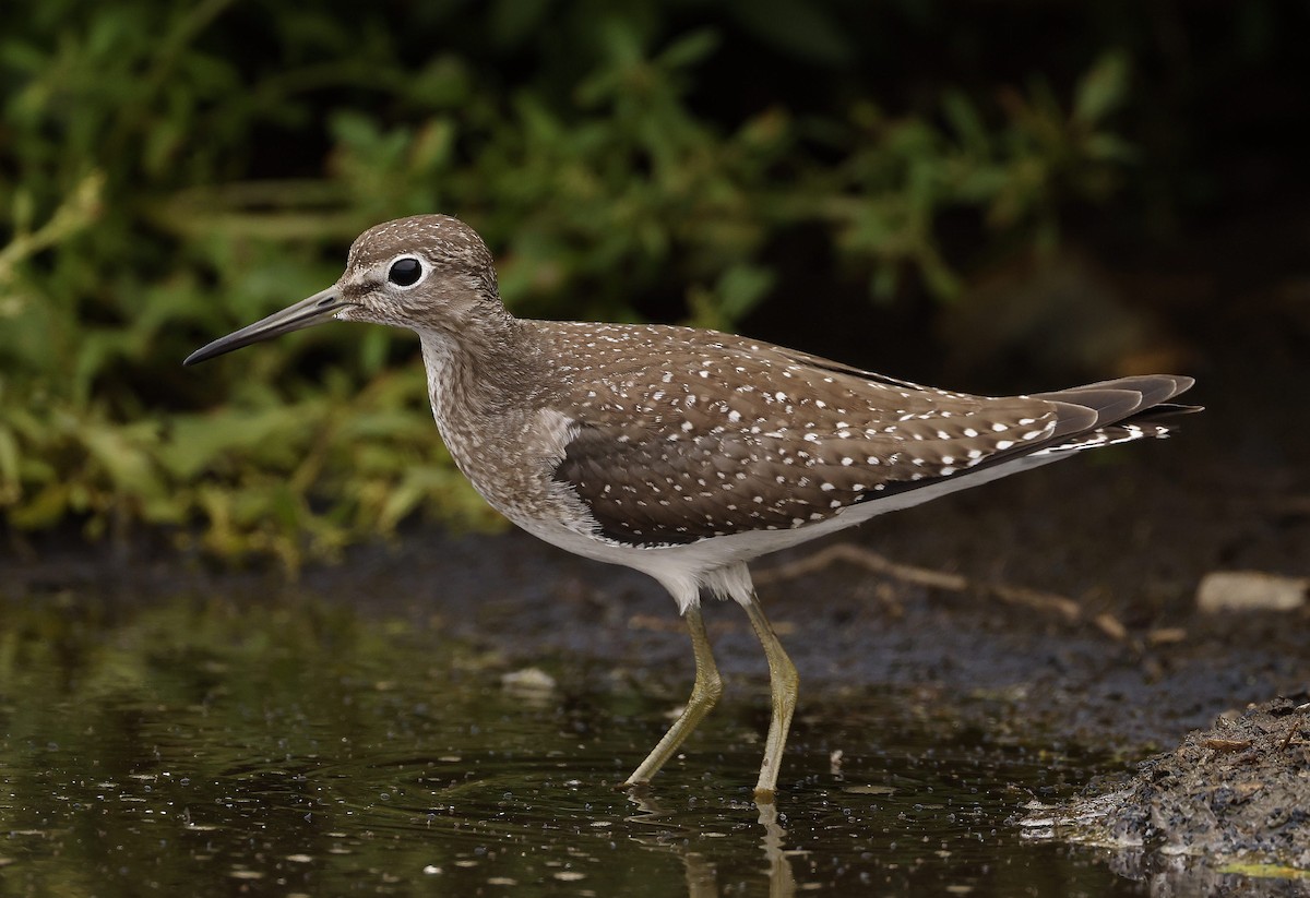 Solitary Sandpiper - ML608828486