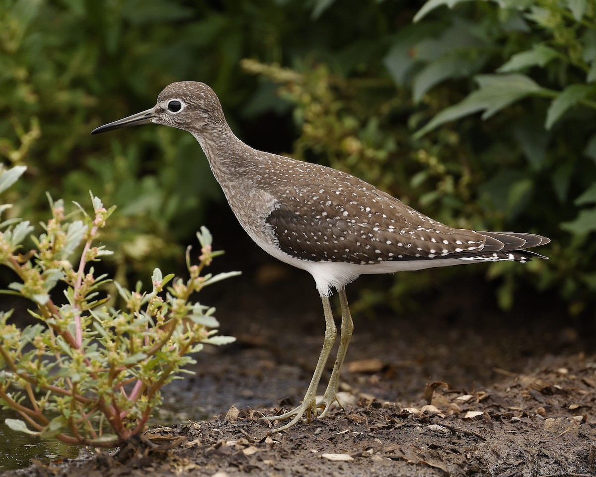 Solitary Sandpiper - ML608828490