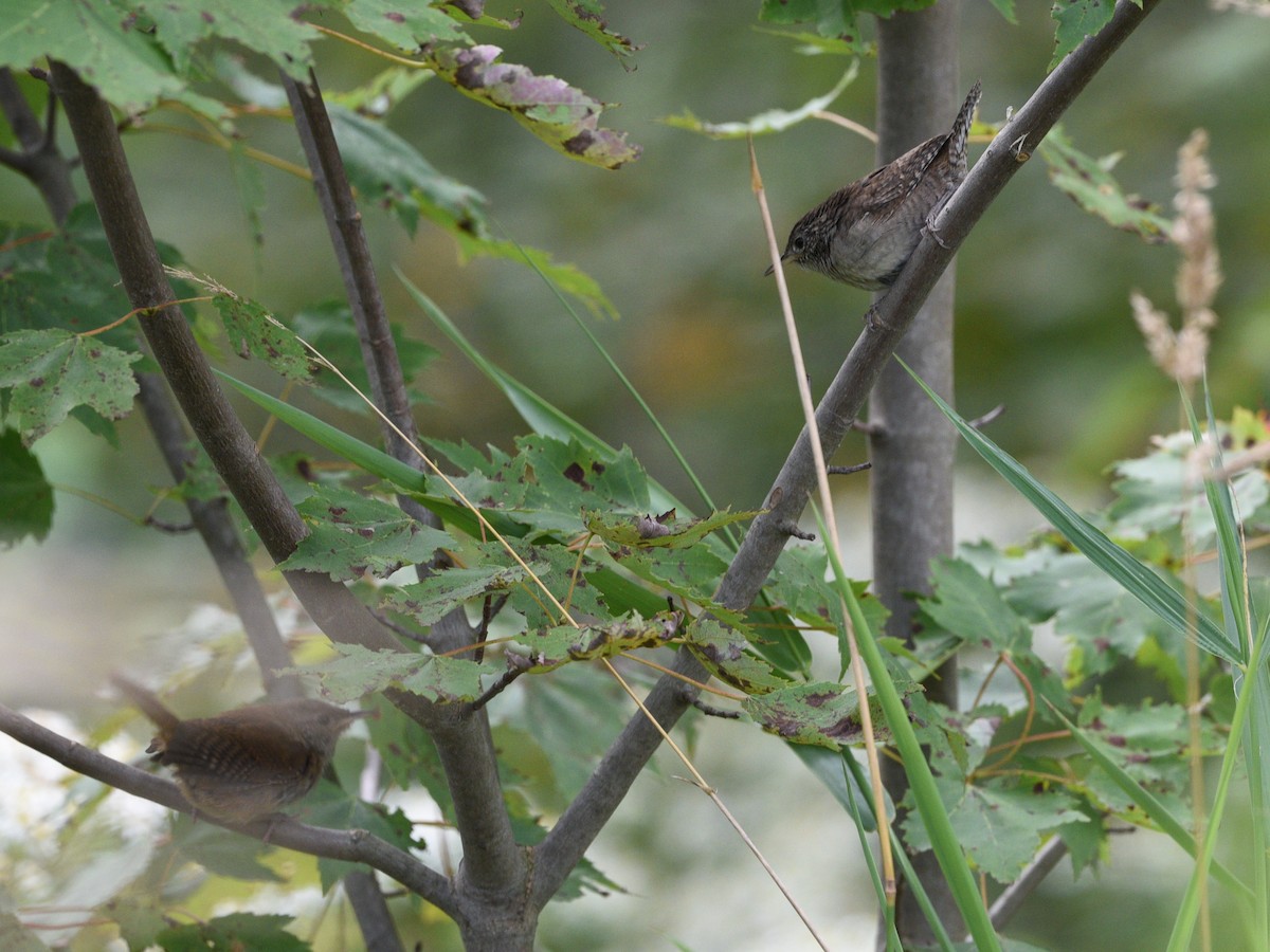 House Wren - ML608828521