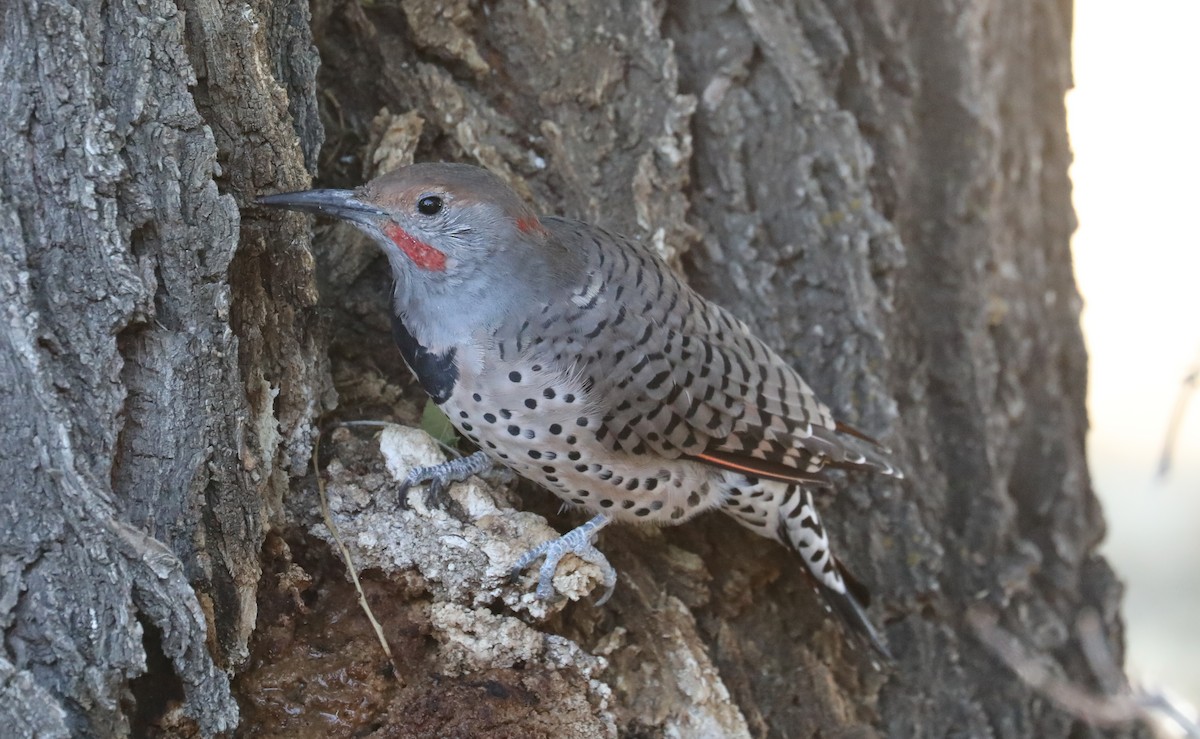 Northern Flicker (Yellow-shafted x Red-shafted) - ML608828560