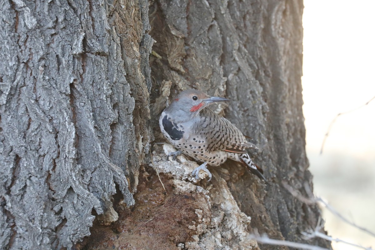 Northern Flicker (Yellow-shafted x Red-shafted) - ML608828561