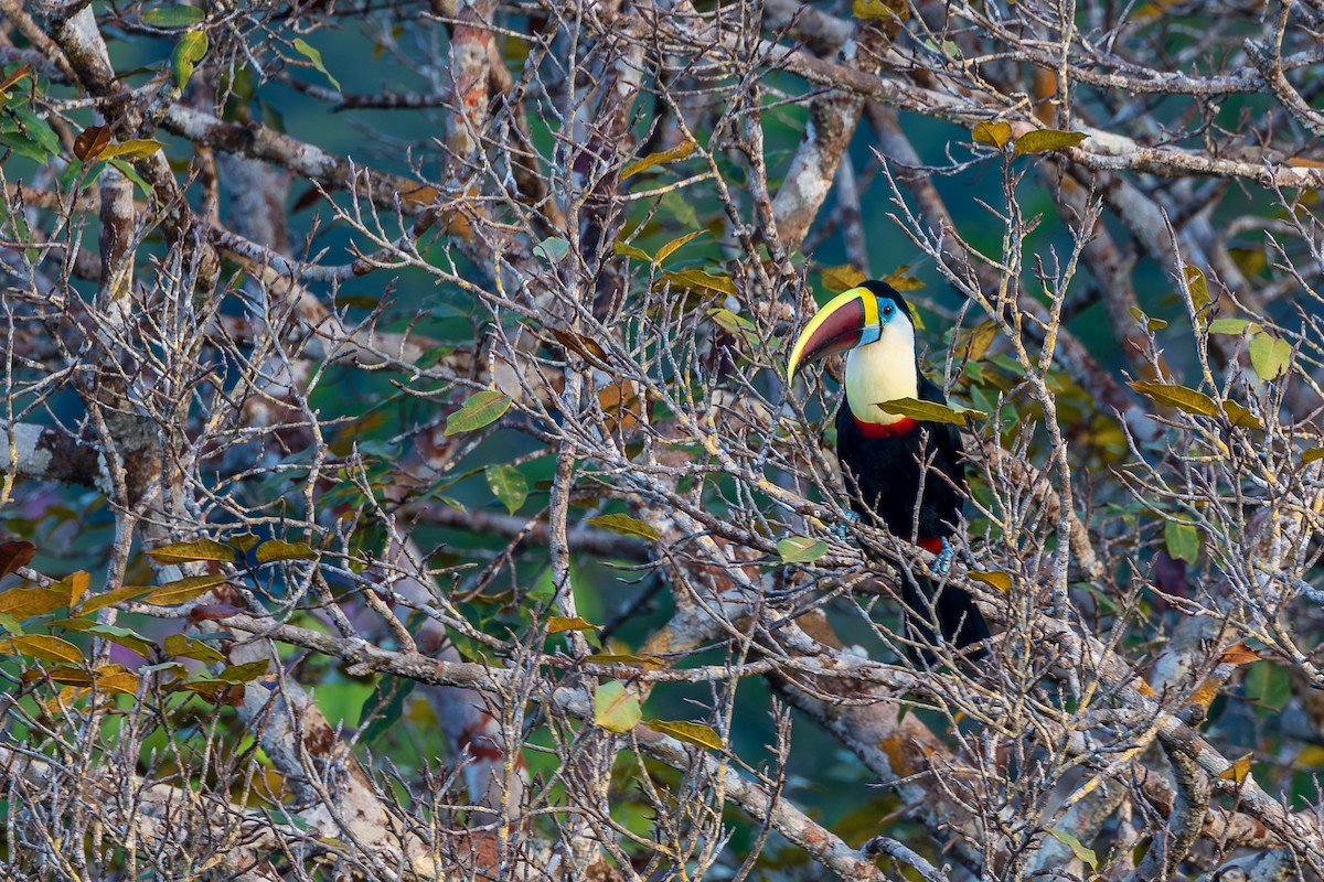 tukan rudozobý (ssp. tucanus) - ML608828701