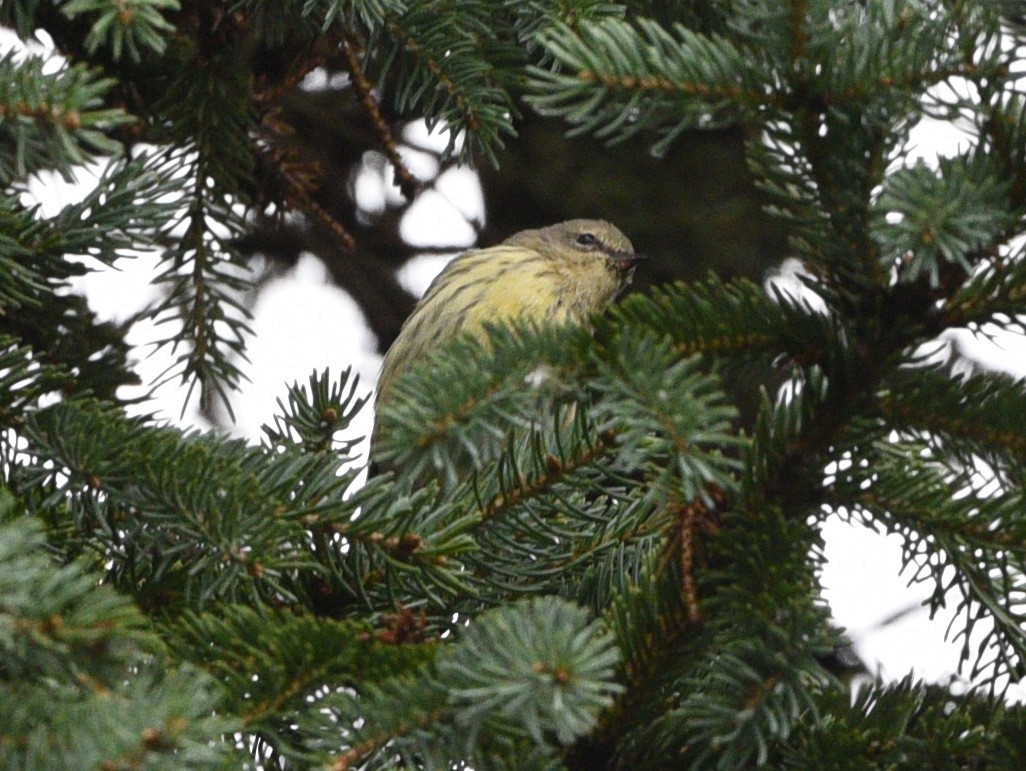 Cape May Warbler - Wendy Hill