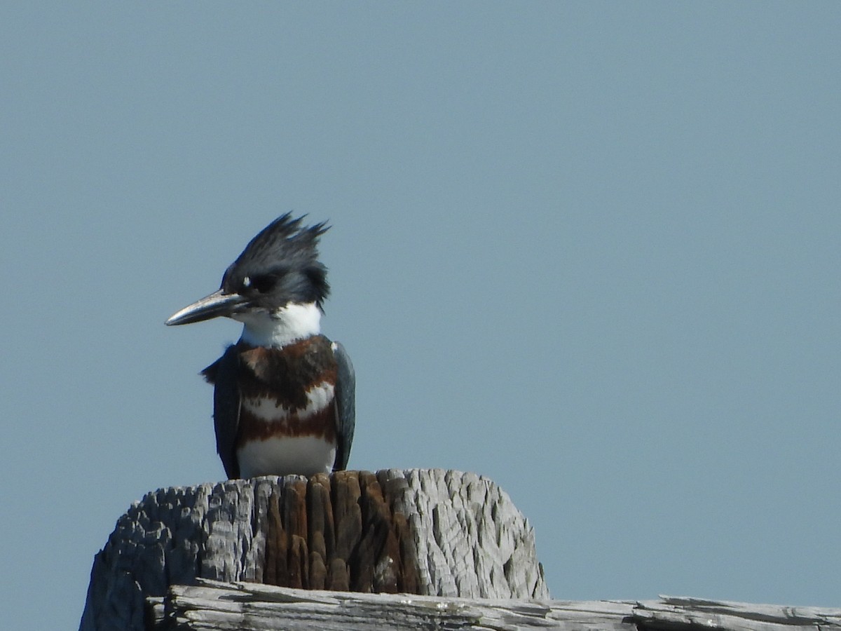Belted Kingfisher - ML608828776