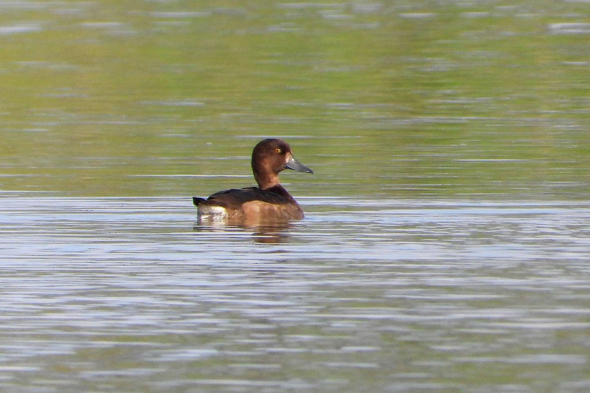 Tufted Duck - ML608828779