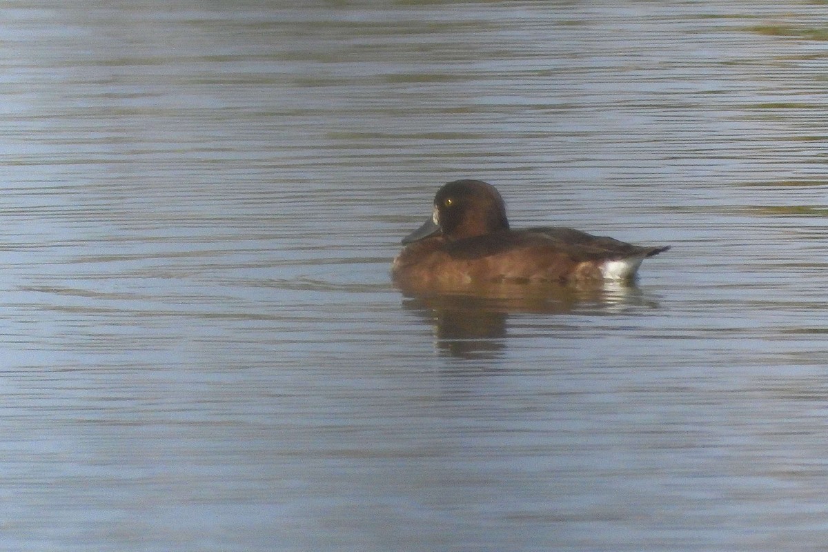 Tufted Duck - ML608828780
