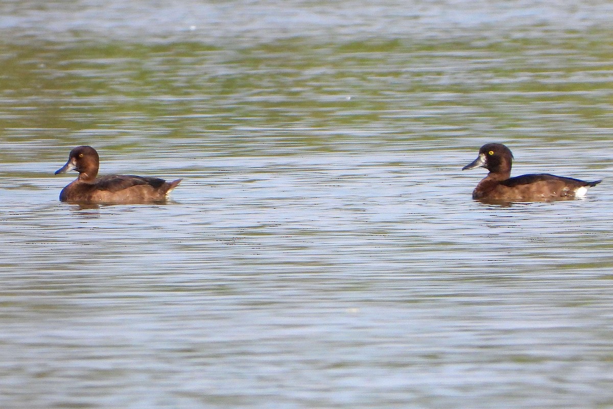 Tufted Duck - ML608828782