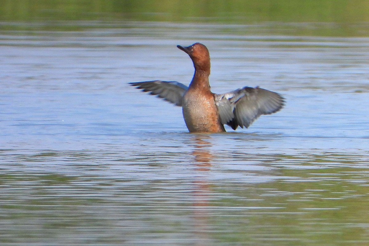 Tufted Duck - ML608828783