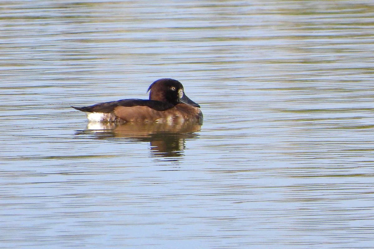 Tufted Duck - ML608828784