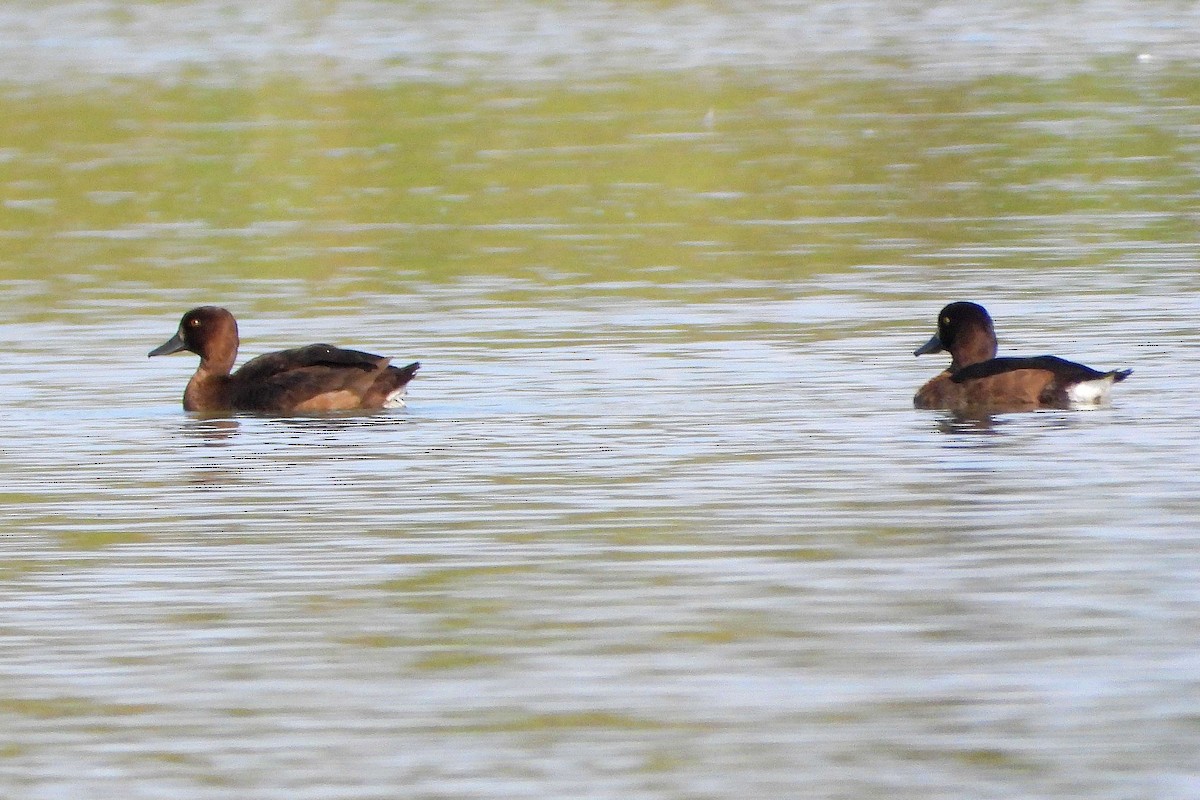Tufted Duck - ML608828785