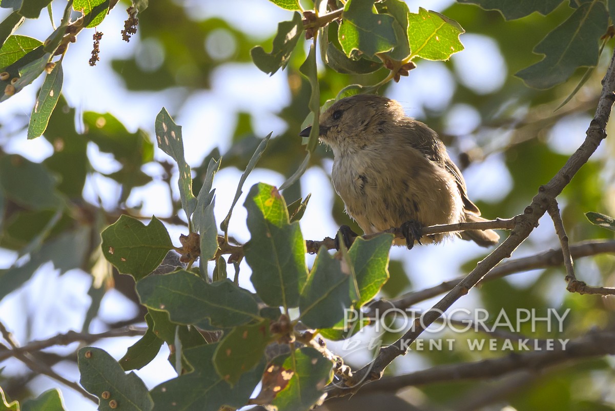 Bushtit - Kent Weakley