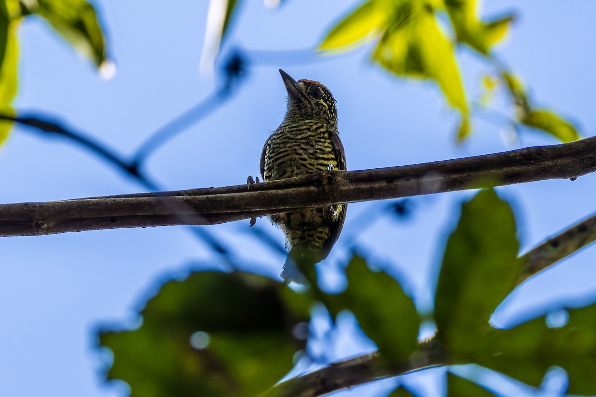 Golden-spangled Piculet (Buffon's) - ML608828880