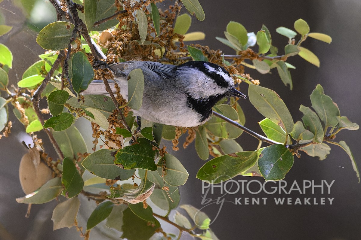 Mountain Chickadee - ML608828937