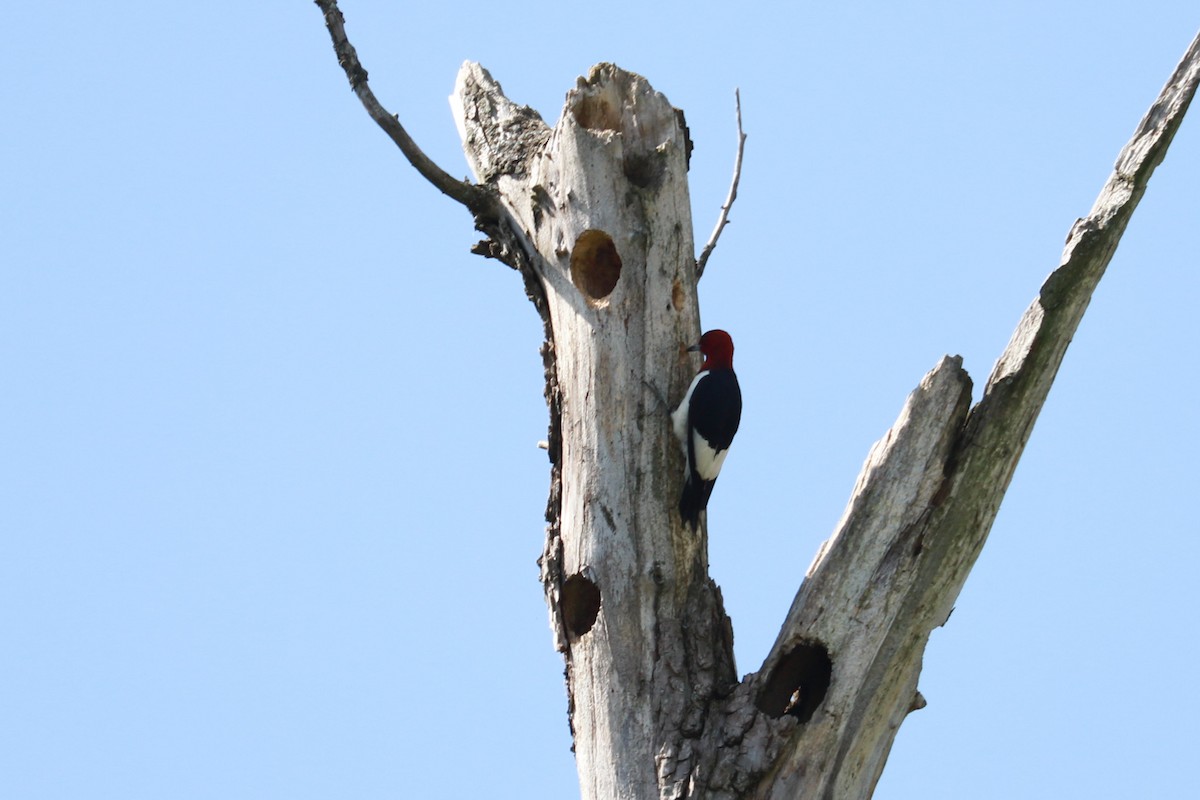Red-headed Woodpecker - ML608829037