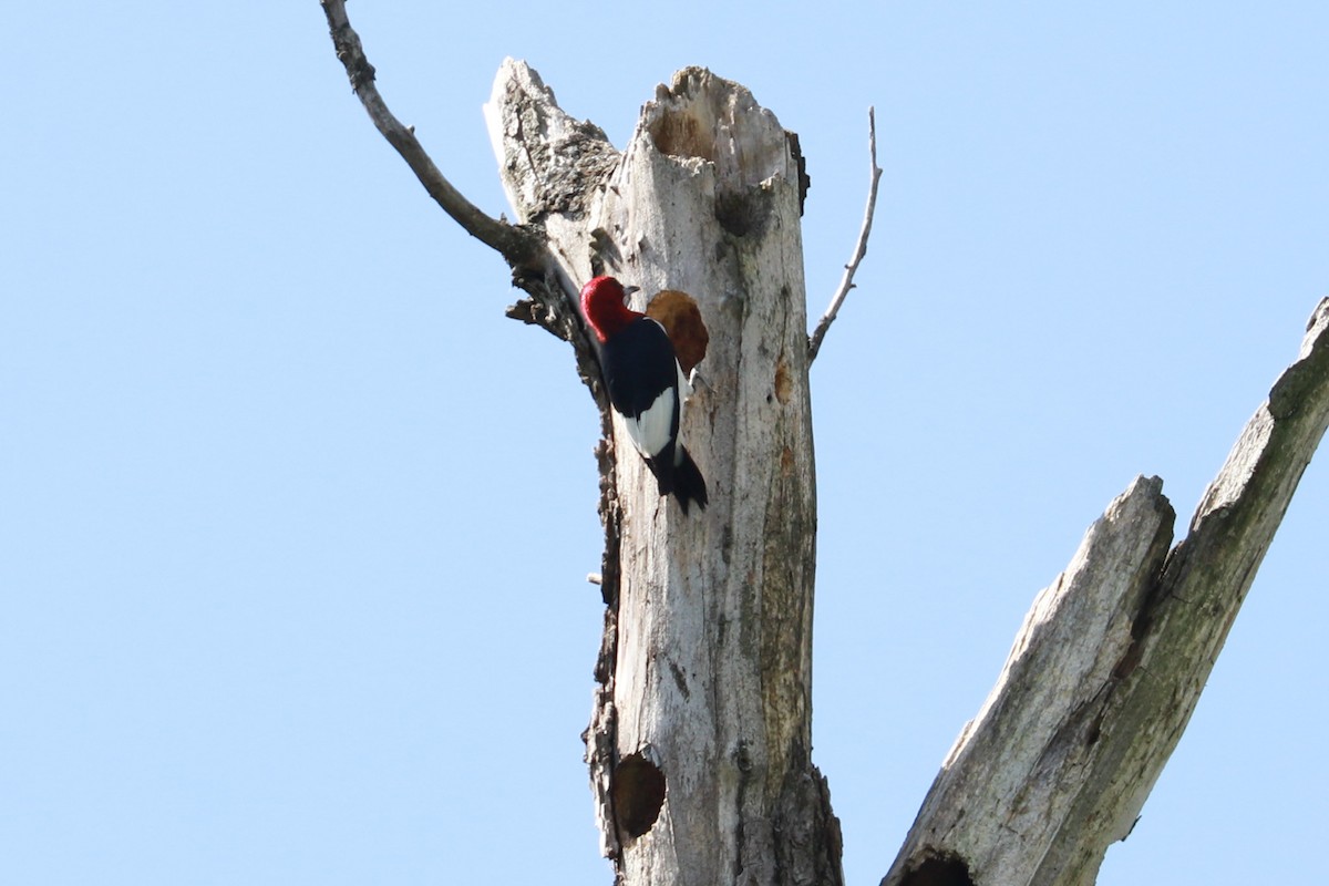 Red-headed Woodpecker - ML608829038