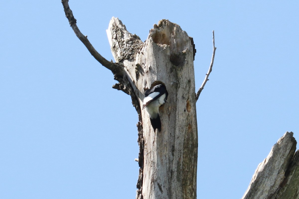 Red-headed Woodpecker - ML608829040