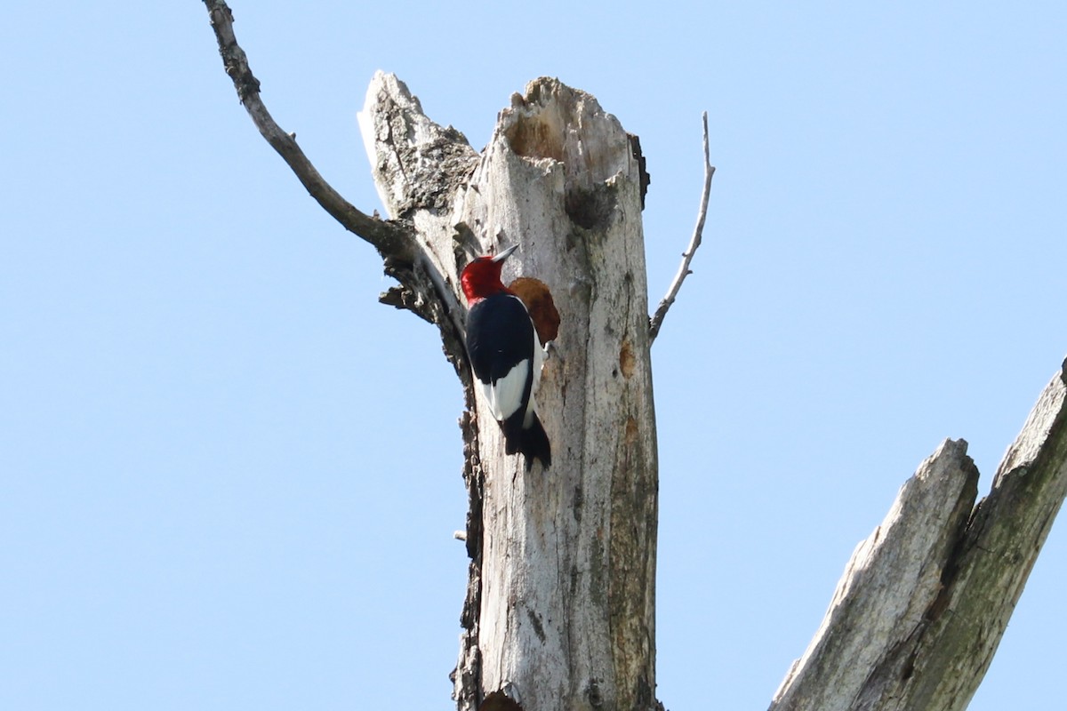 Red-headed Woodpecker - ML608829041
