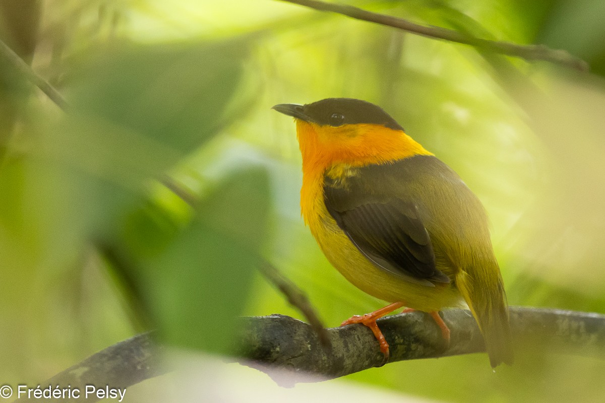 Orange-collared Manakin - ML608829167