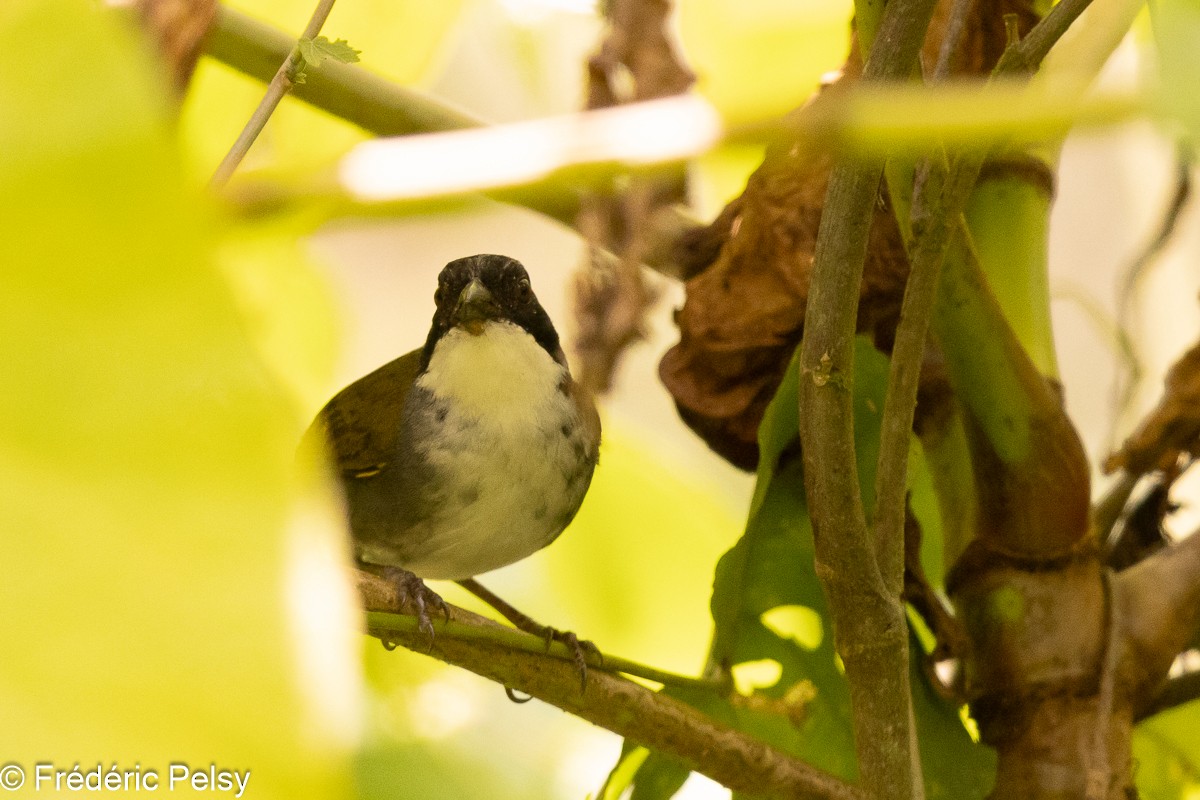 Costa Rican Brushfinch - ML608829173