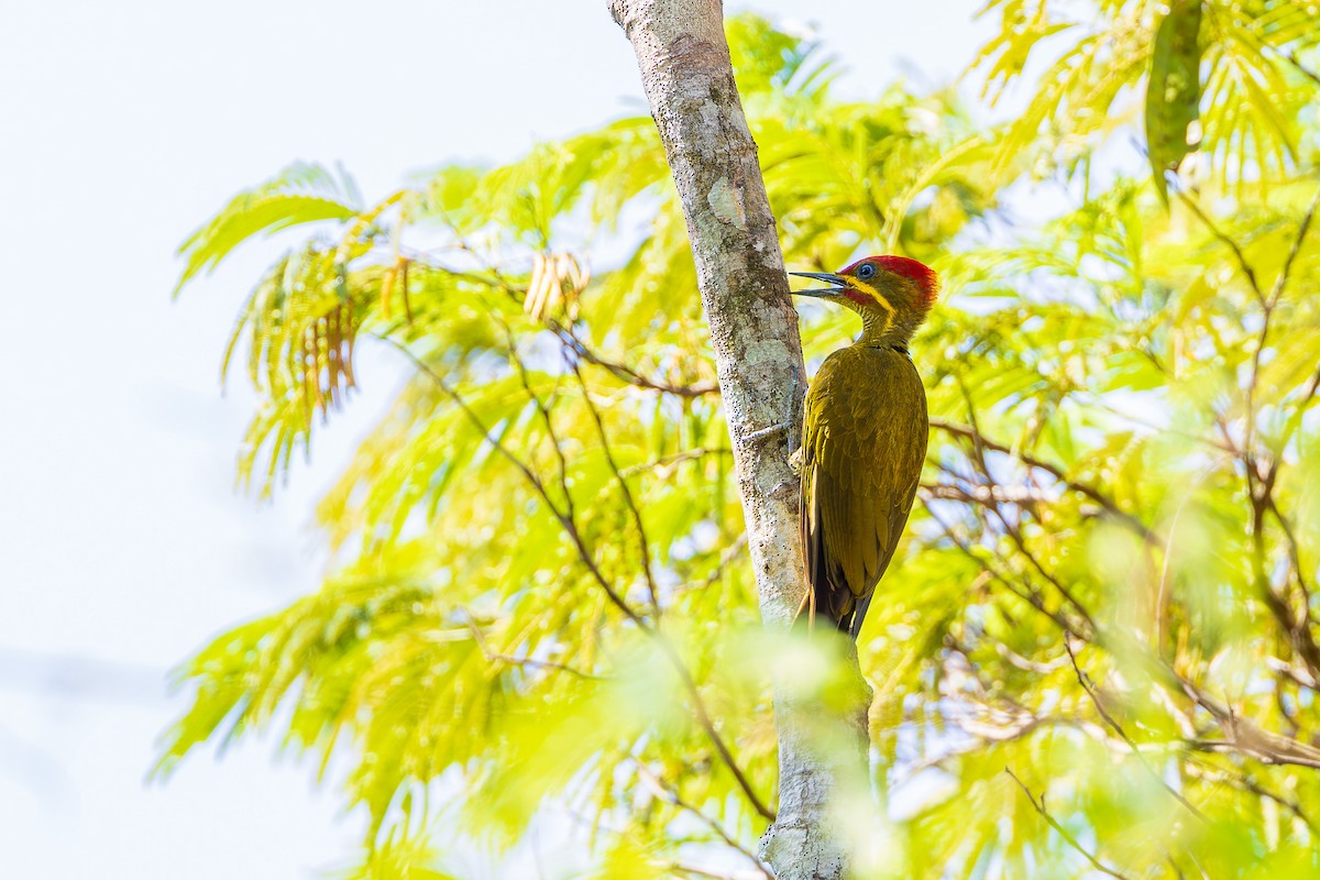 Golden-green Woodpecker (Bar-throated) - ML608829176