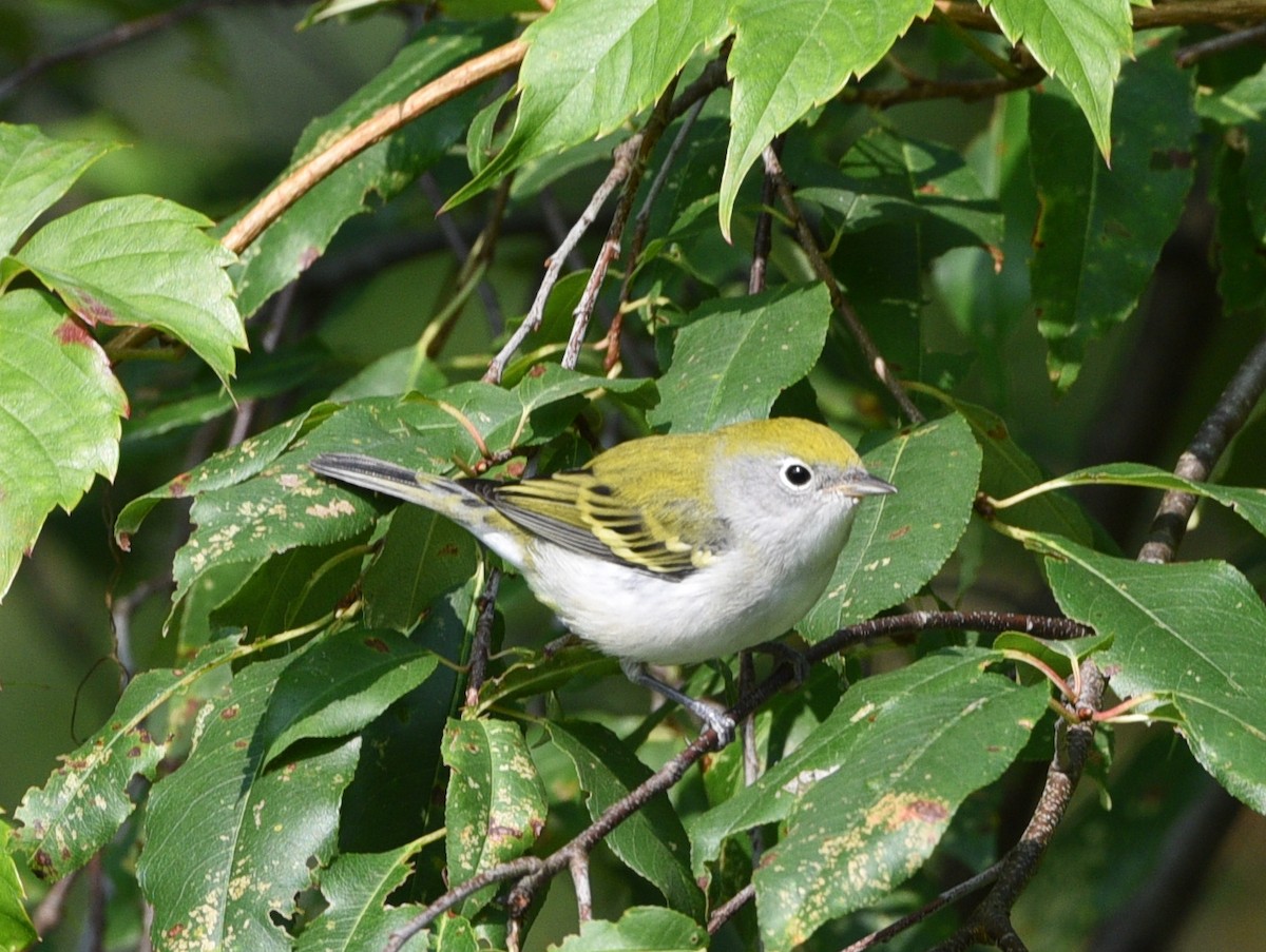 Chestnut-sided Warbler - ML608829185