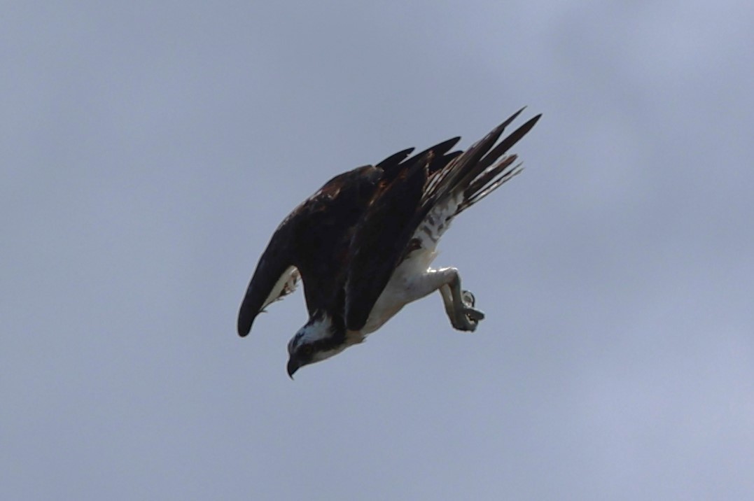 Águila Pescadora - ML608829363