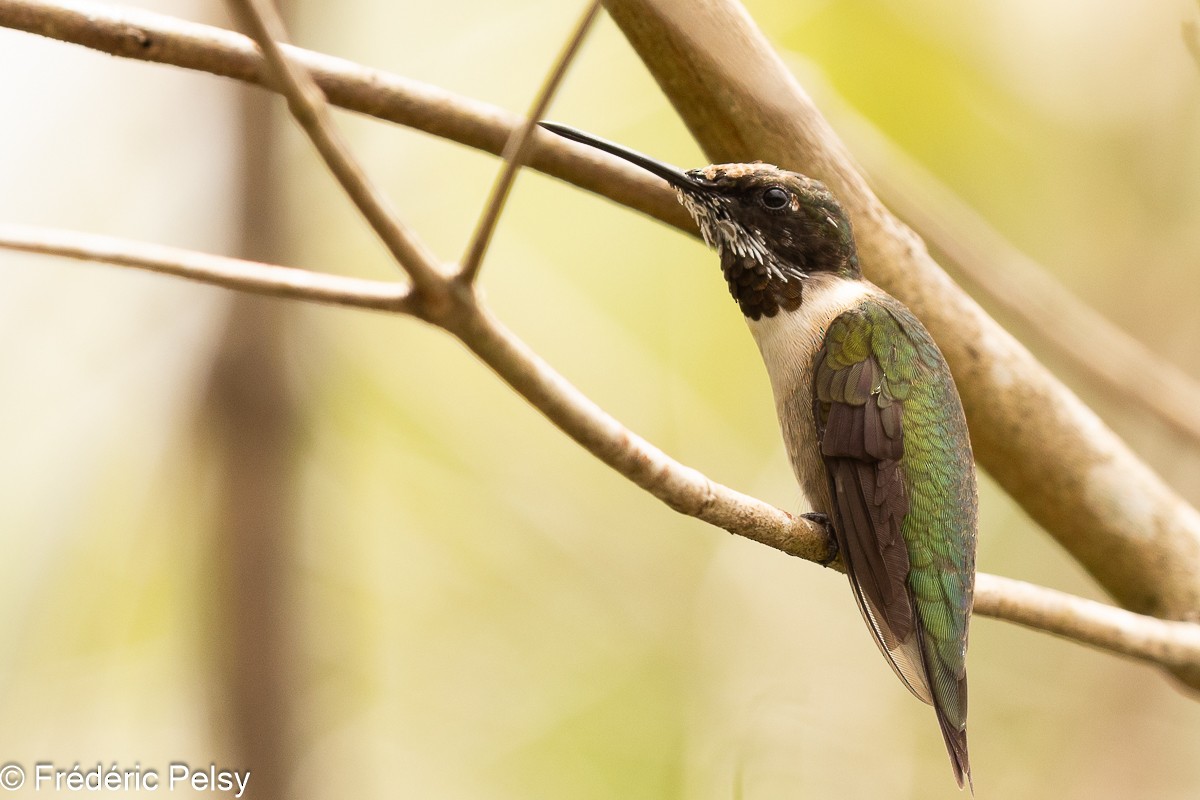 Ruby-throated Hummingbird - ML608829372