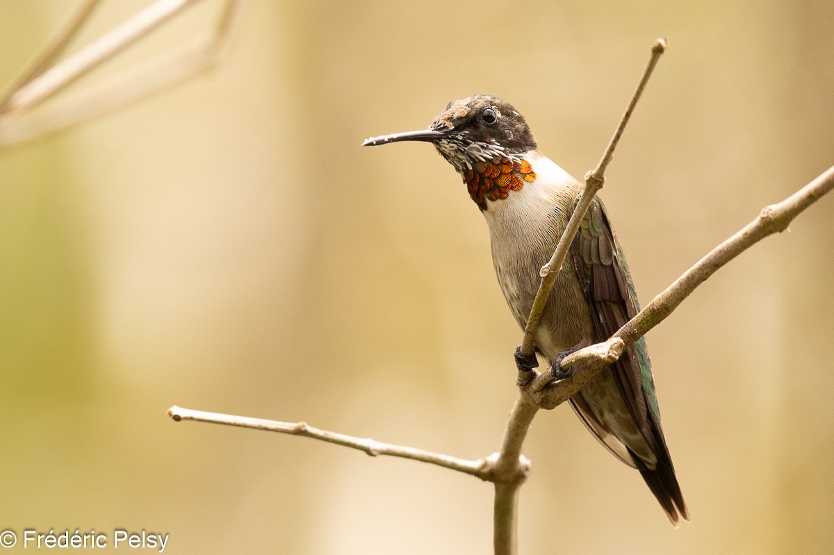 Ruby-throated Hummingbird - ML608829416