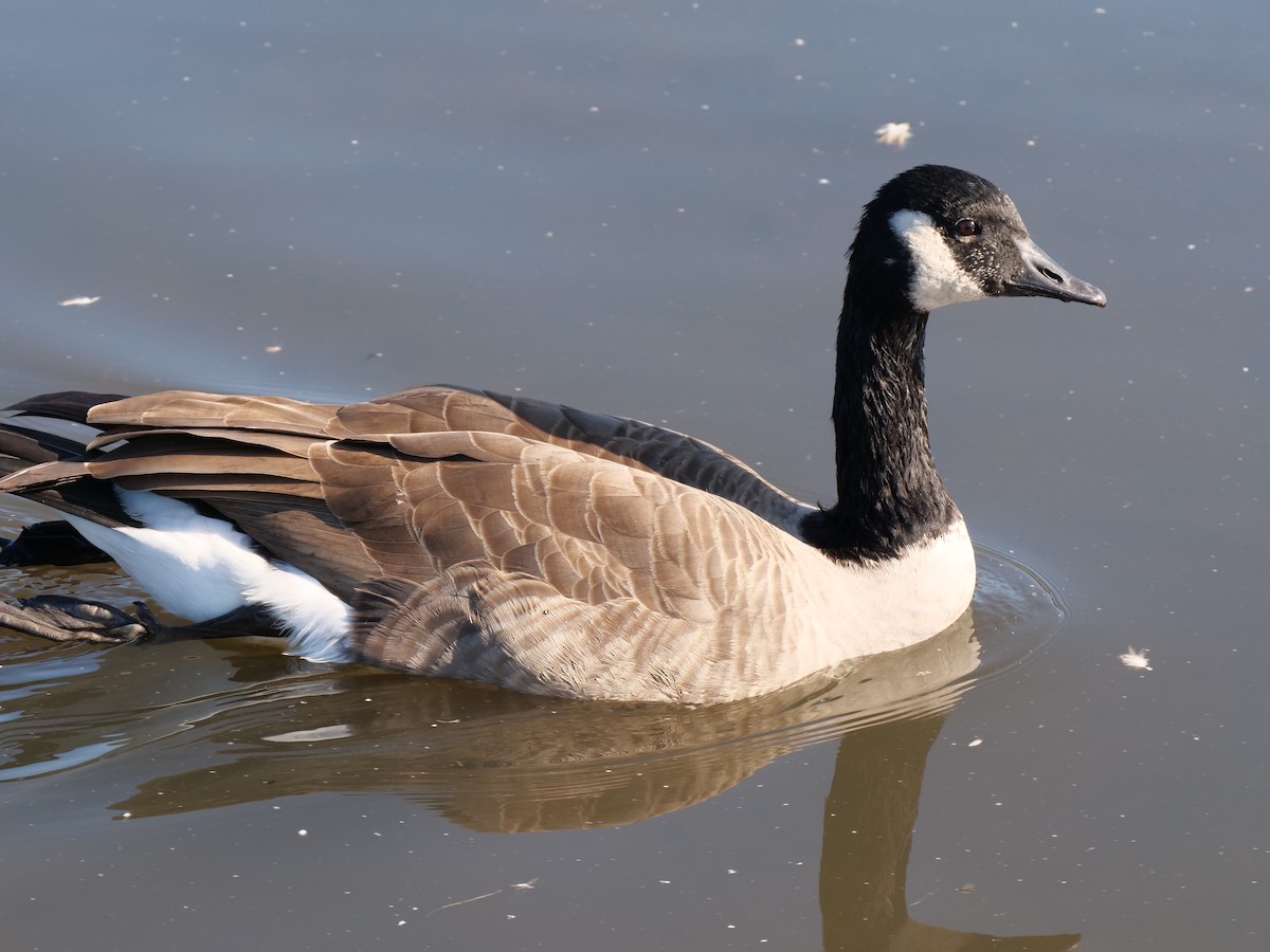 Canada Goose - ML608829499