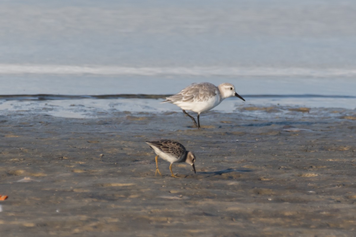 Least Sandpiper - Gabrielle Harrison