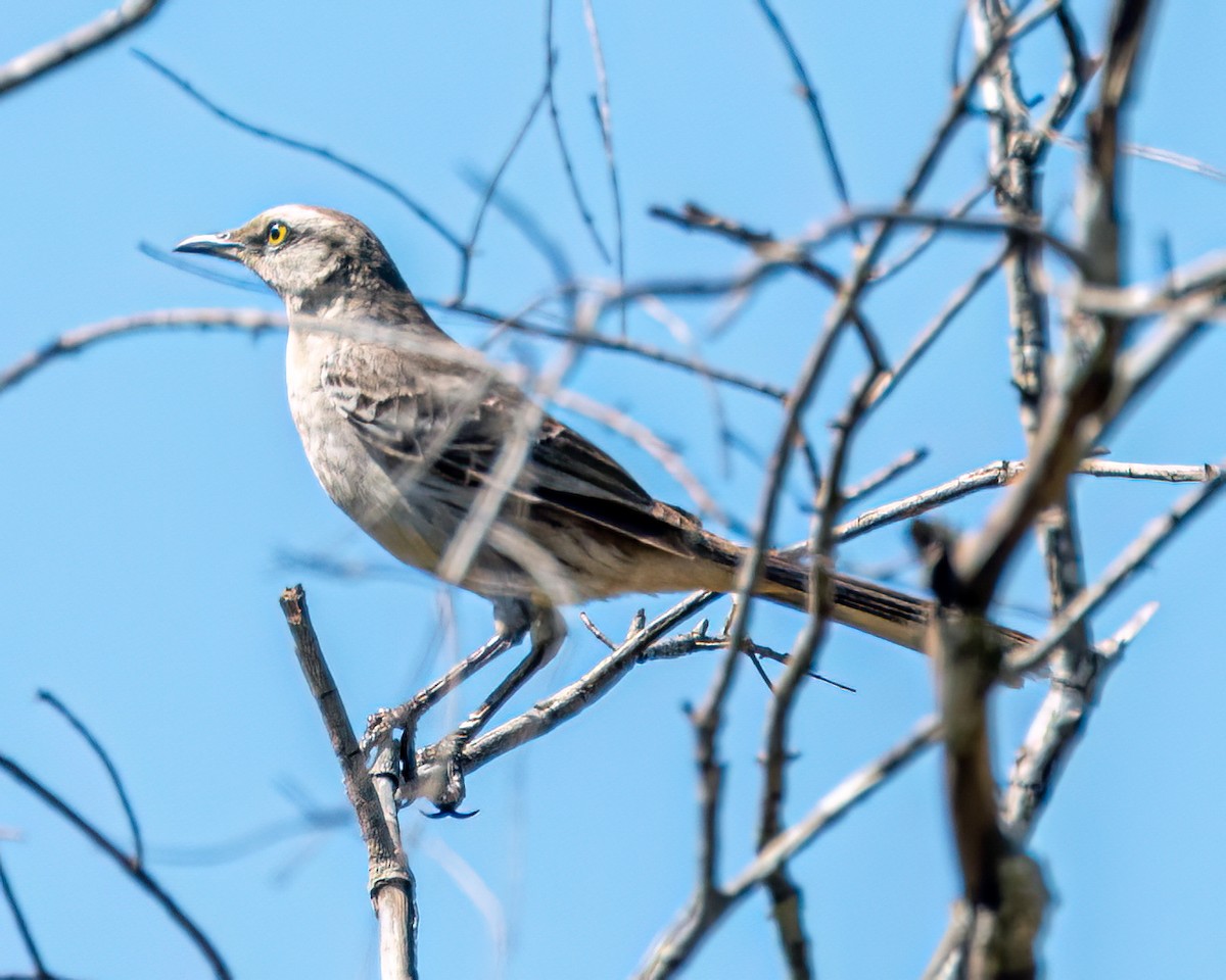 Chalk-browed Mockingbird - ML608829602