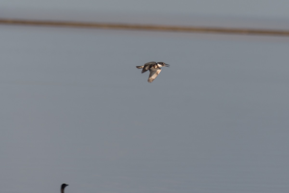 Belted Kingfisher - ML608829632