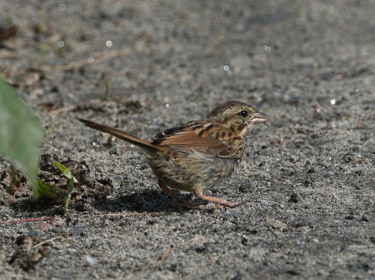 Song Sparrow - Wendy Hill