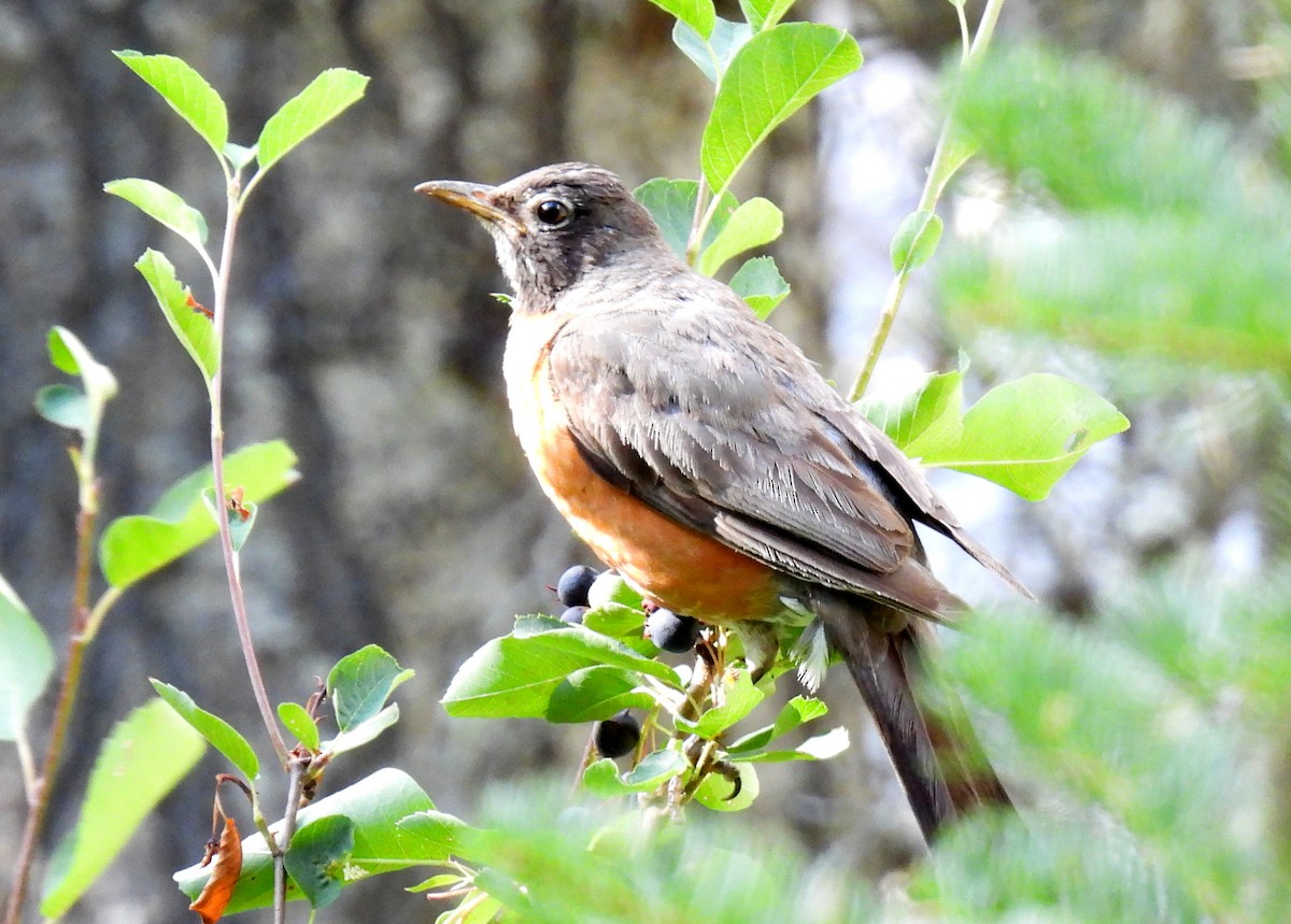 American Robin - ML608829749