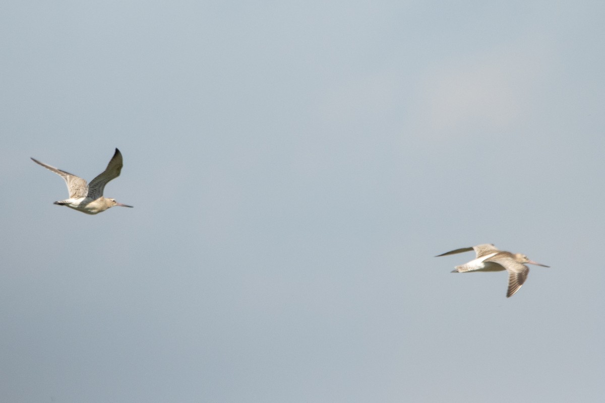 Bar-tailed Godwit - ML608829787