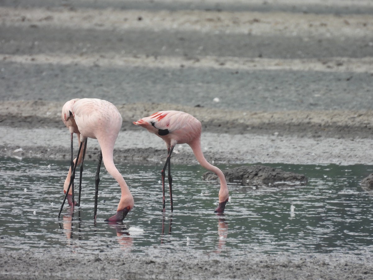 Lesser Flamingo - ML608829805