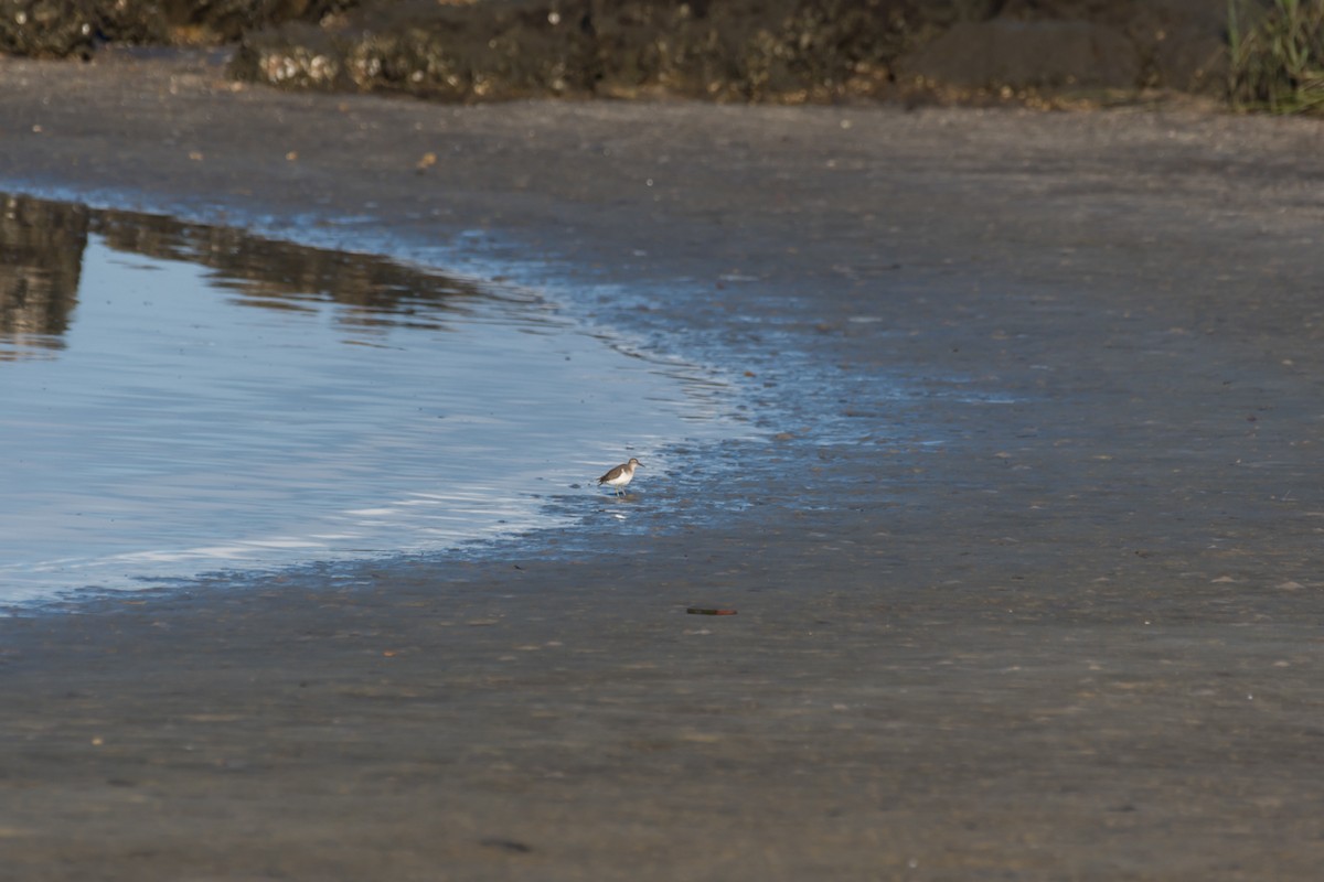 Spotted Sandpiper - ML608829806