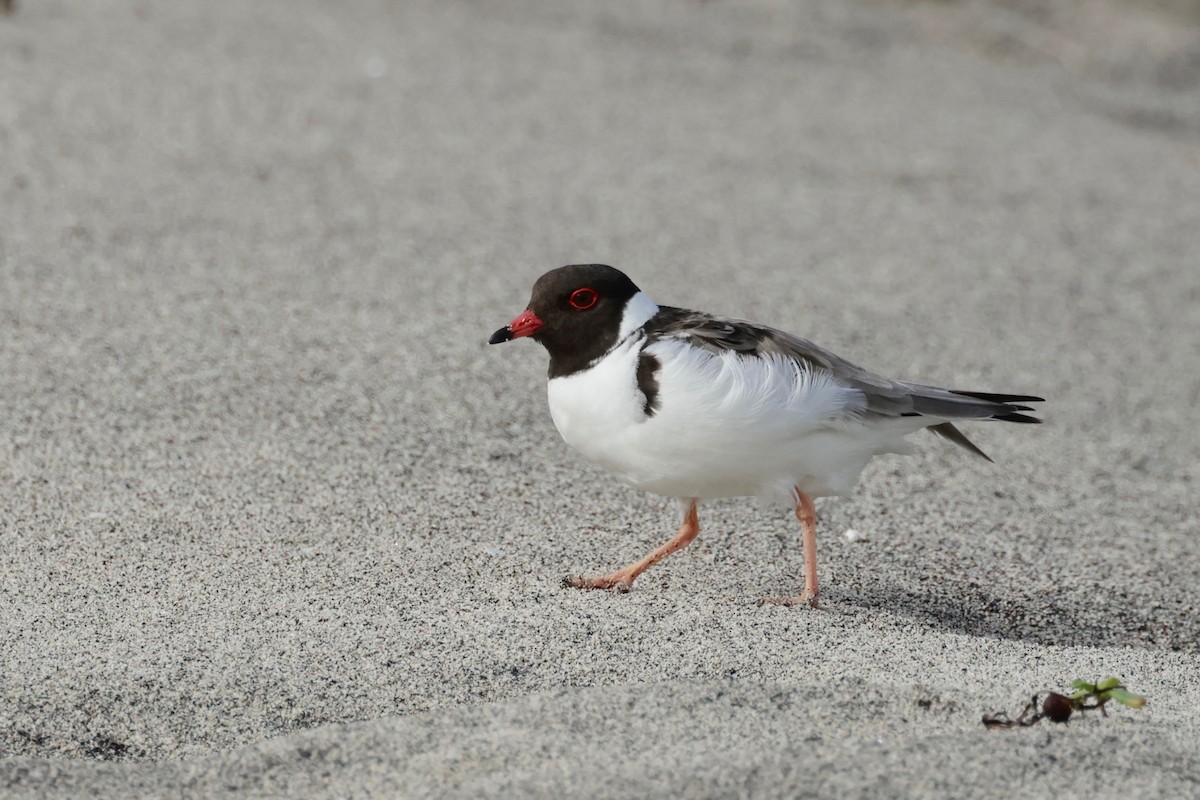 Hooded Plover - ML608829809