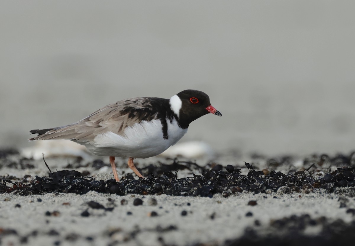 Hooded Plover - ML608829810