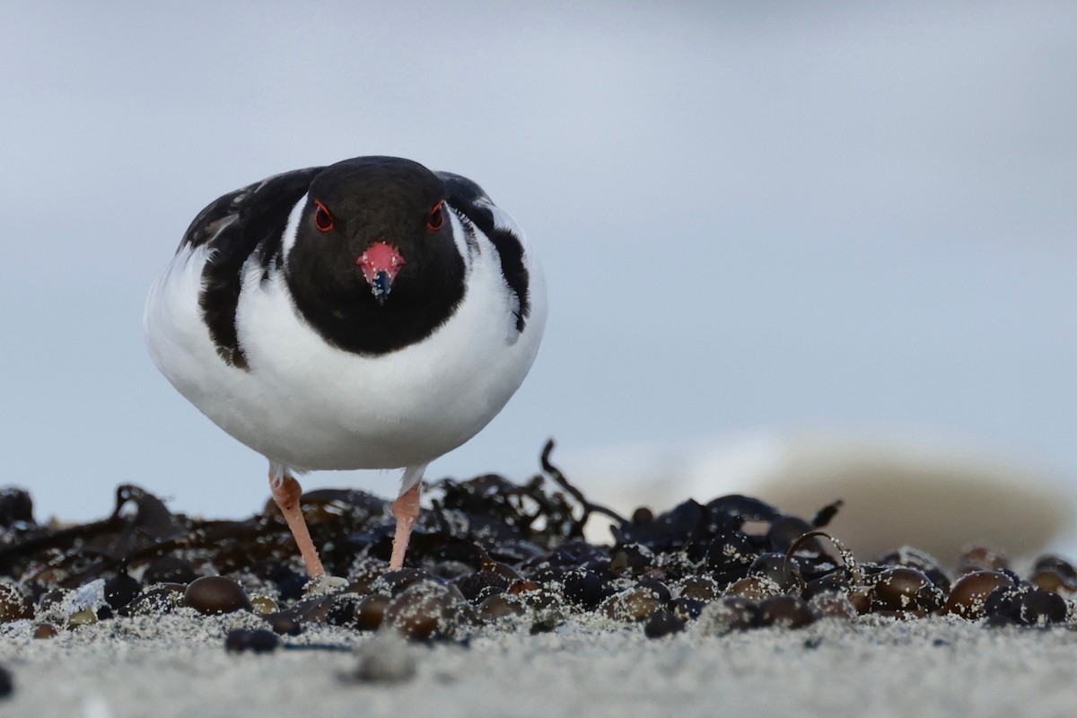 Hooded Plover - ML608829811